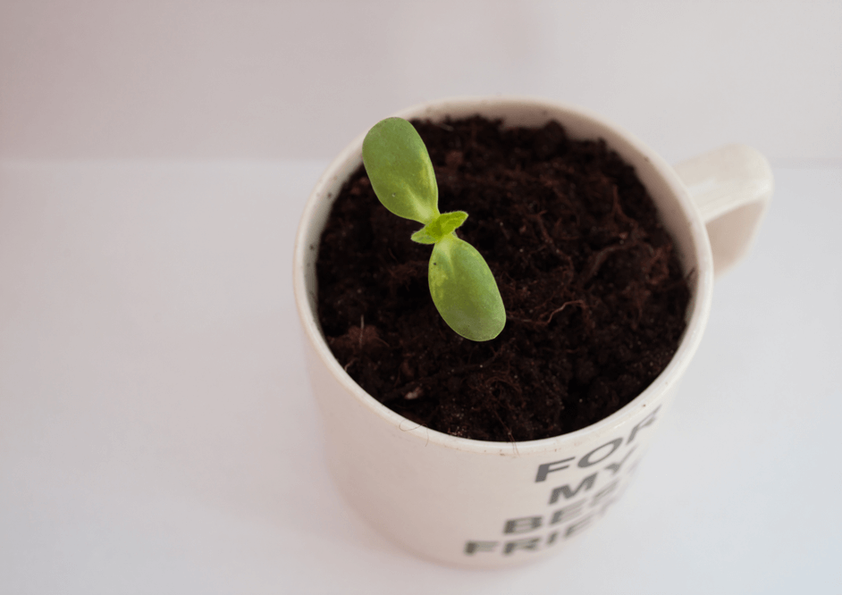 Sustainable Seedlings